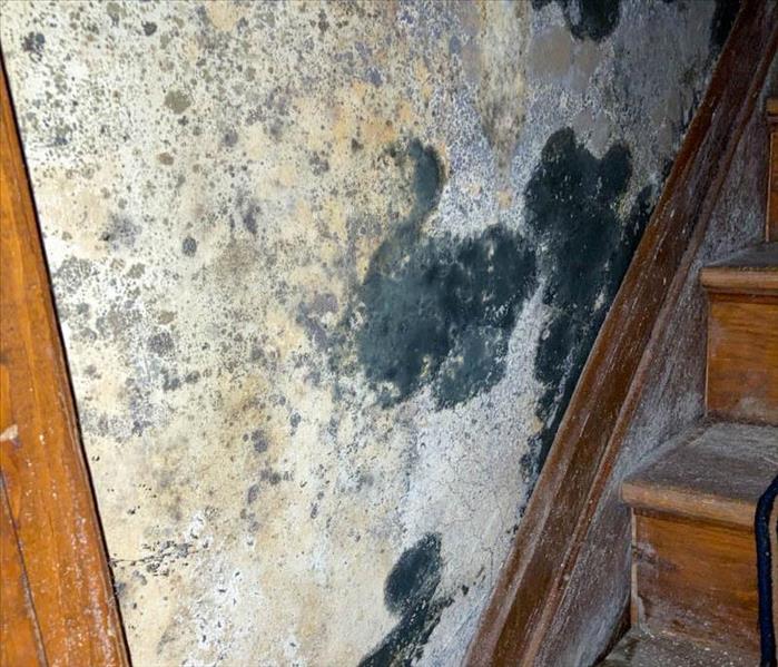 Mold found on walls of stairwell