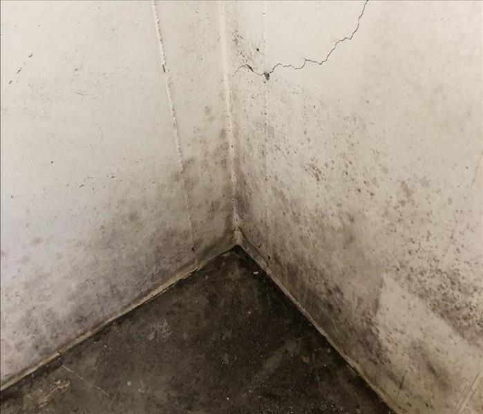 Mold in the corner of a wall